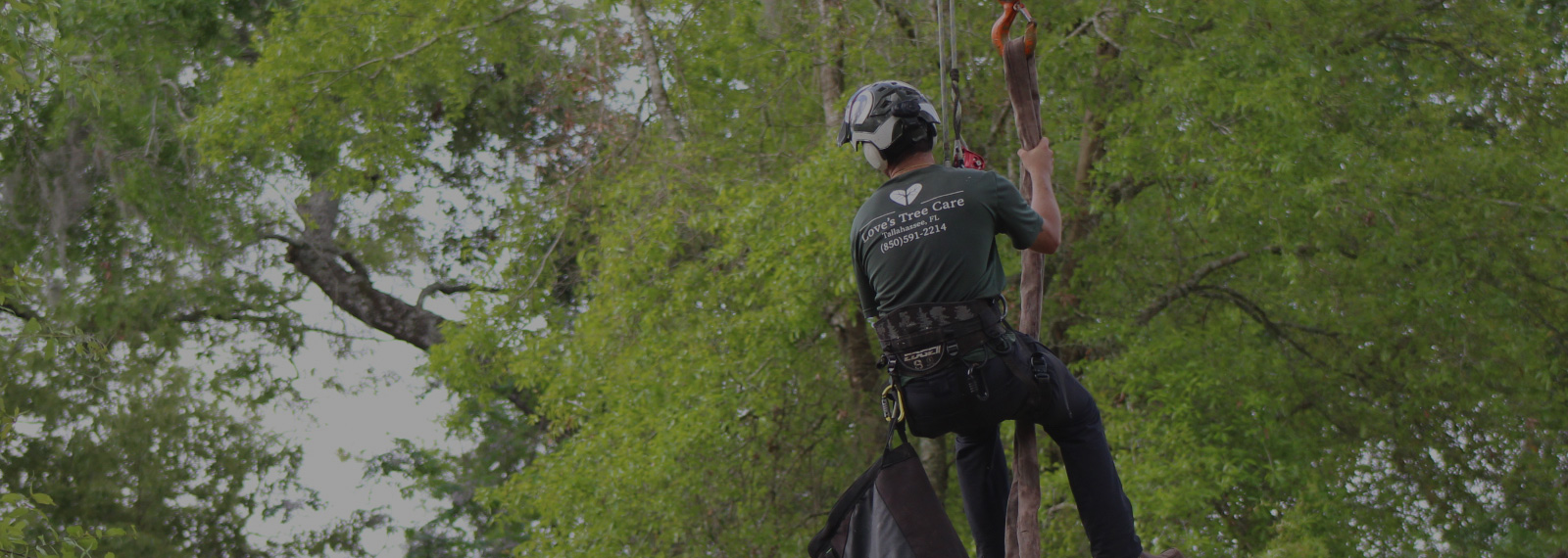 tree climbing