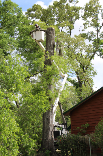 emergency tree removal