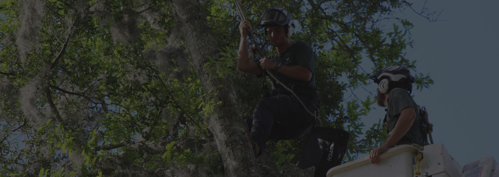 climbing tree