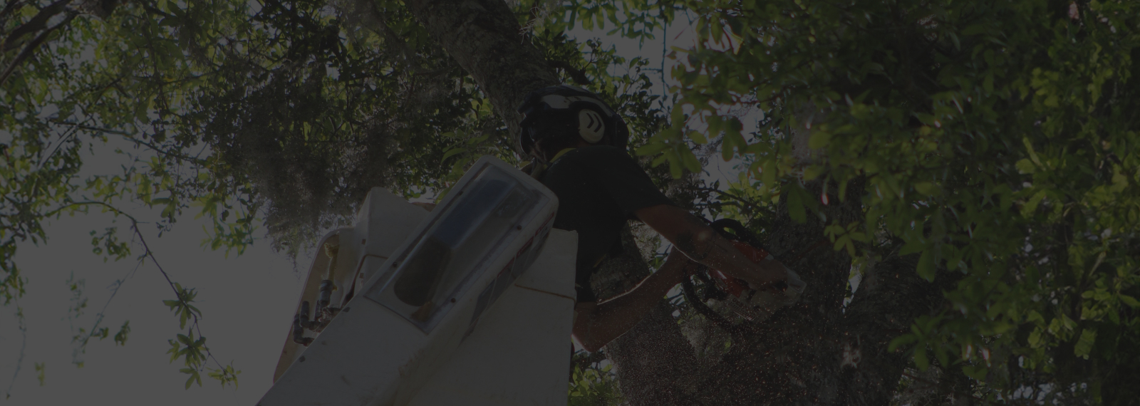 guy in bucket trimming trees