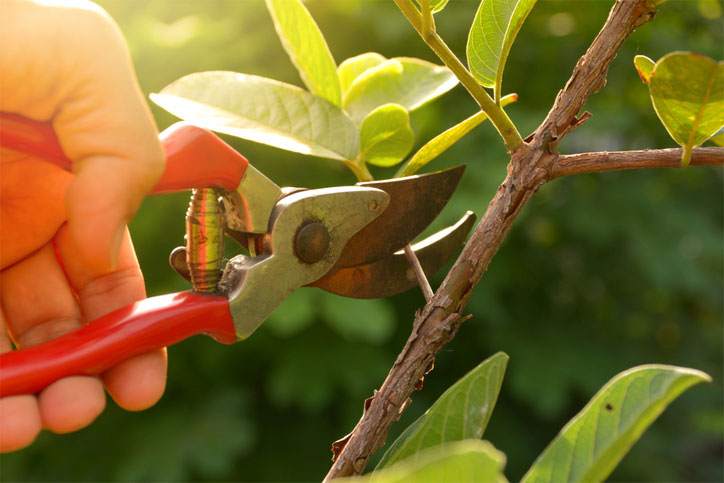 a person with shears pruning a branch